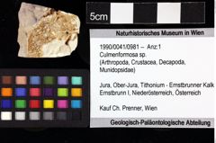 Foto (Objket + Etiketten) von Culmenformosa sp. 